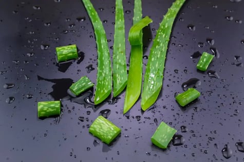 aloe-vera-quemaduras-beneficios