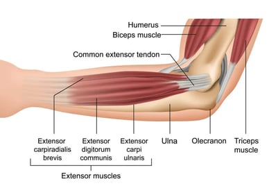 musculatura-del-antebrazo-1024x717