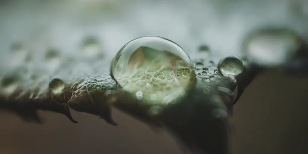 Silicium naturel organique