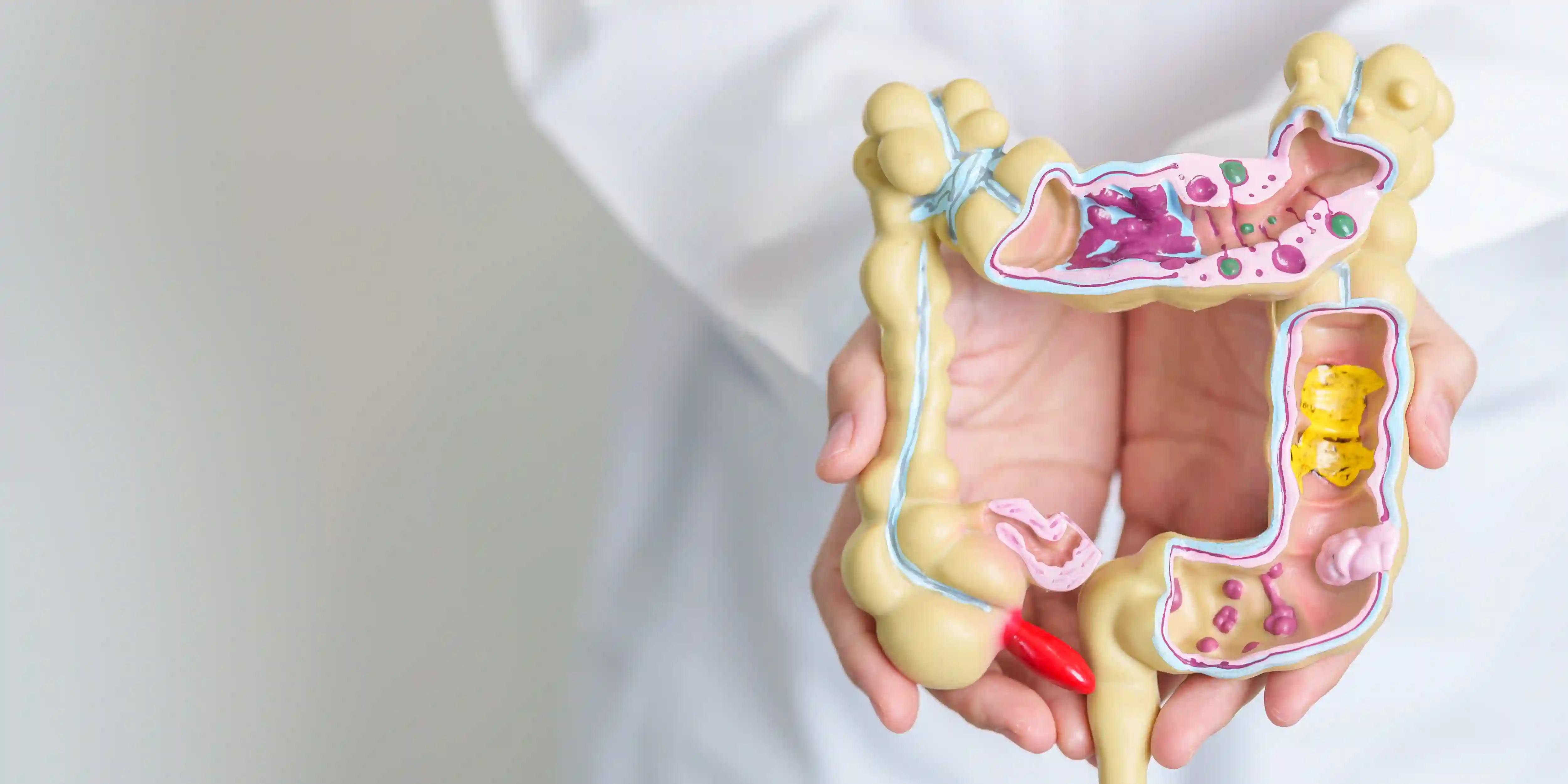 Digestión enzimática: ¿qué es y cómo se lleva a cabo?